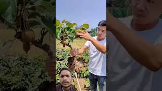 fruit kiwi agriculture kiwifruit satisfying kiwilife farm farming garden music [upl. by Eldoree]