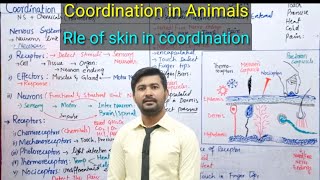 175 Coordination in animals  Receptors in human  Skin as sensory receptor  fsc 2nd year biology [upl. by Aiotal675]