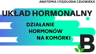 działanie HORMONÓW na komórki  układ hormonalny  Anatomia człowieka  KOREPETYCJE z BIOLOGII 303 [upl. by Eula]