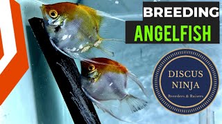 HOW TO BREED ANGELFISH  ANGELFISH BREEDING PROCESS [upl. by Ydollem]