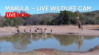 Mabula  Gnu Pan  Live Wildlife Camera [upl. by Dexter207]