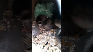 New hatchlings and 3 6 day old chicks farm birds chicken [upl. by Idelle588]