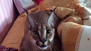 Caracal  Amazing wild cat [upl. by Oicor]