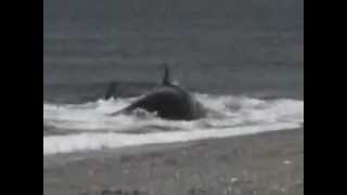 Kid Gets eaten by Shark or Whale on Beach [upl. by Foster50]