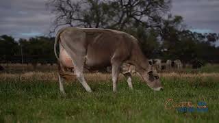 LOT 20  Tandara Dairystar Lola 99  VG86 [upl. by Eckardt]