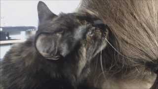 Funny Cat Loves Eating Hair [upl. by Refiffej]