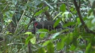 Guan Birds of the Rain Forest Amazon Bolivia [upl. by Leahcimnaes]