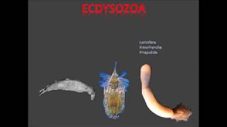 Ecdysozoa parte 1 [upl. by Nohshan]