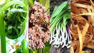 Wild Food Foraging Season 3 Milkweed Tree Cambium Fiddlehead Pine Cattail Evergreens Birch [upl. by Olocin]