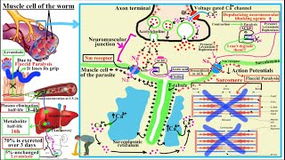 ANTIHELMINTHICS AnthelminticsPart 2Pyrantel Pamoate Levamisole Bephenium [upl. by Minabe]