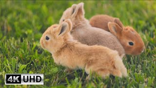 Cute Bunny Video with Relaxing Piano Music  Soothing Music for Stress Relief 4K Videos [upl. by Ahrat]