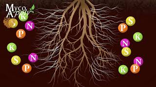 Mycorrhizal Animation [upl. by Ttegirb]