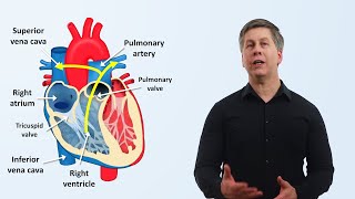 The Cardiovascular System An Overview [upl. by Nileuqcaj156]