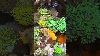 Desktop Nano Reef Fluval Evo V Coral Showcase [upl. by Joly]