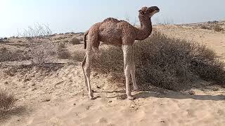 Camels vlog  Camels in Dessert  Camel baby video [upl. by Ikram]