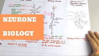 Biology Neurone [upl. by Rabka]