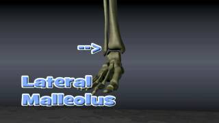 Anatomy of Ankle Fractures [upl. by Priscilla]