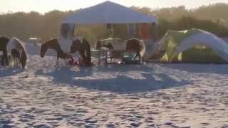 Assateague Horses ATTACK [upl. by Fesoy]