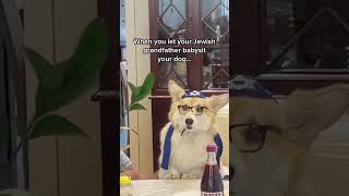 When your Jewish Grandpa babysits the dog 🤣🤣 shorts funnydogs [upl. by Akahs205]