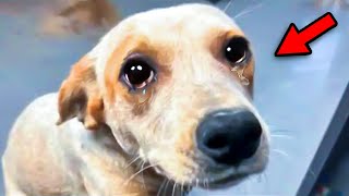 Shelter Dog Cries After Brother Gets Adopted What Happens Next Will Bring Tears To Your Eyes [upl. by Anwahsiek622]