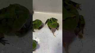 毎週土曜恒例の餌やり アマゾンツノガエル Surinam Horned frog Ceratophrys cornuta shorts shortsvideo [upl. by Inilam]