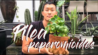 Pilea peperomioides care and propagation [upl. by Yruok316]