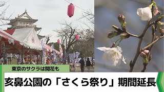 千葉市内桜の開花遅れ 桜の名所 亥鼻公園で「さくら祭り」延長（20240329放送） [upl. by Bagley140]