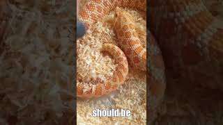 Are Hognose Snakes Really Good Pets [upl. by Ahsinek]