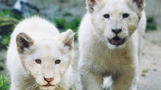 LES LIONNES BLANCHES DAFRIQUE DU SUDdocumentaire animalier 2021 [upl. by Torrance]