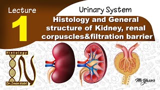 1 Histology of General structure of Kidney renal corpusclesfiltration barrier Urinary system [upl. by Ahsieym]