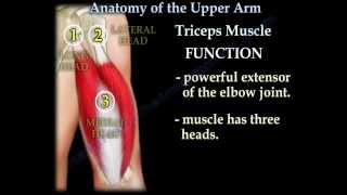 Anatomy Of The Upper Arm  Everything You Need To Know  Dr Nabil Ebraheim [upl. by Wenz]