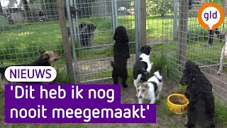 Dierenpensions alweer volgeboekt zorgen om verknipte honden [upl. by Aryamoy681]