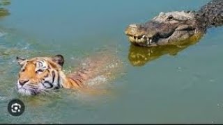 Tiger Vs Crocodile lion Vs Alligator wildlife wild animals [upl. by Liuqa]