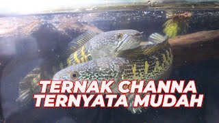 Cara Ternak Ikan Channa di Aquarium  Anakannya Banyak [upl. by Evadnee]