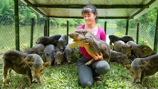 Building Pig Farm with Iron Fence Go To Countryside Market Buy Piglets to Raise  Free Bushcraft [upl. by Anileda]