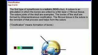 Articular System Anatomy amp Physiology [upl. by Clarise]