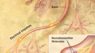 How Neurons Work [upl. by Edecrem]