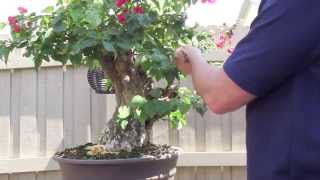 How to Bonsai  Bougainvillea Restyling the Tree [upl. by Anev665]