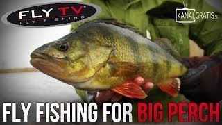 FLY TV  Fly Fishing for Big Perch [upl. by Woods]