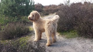 Boef our Australian Labradoodle 17 months [upl. by Faludi]