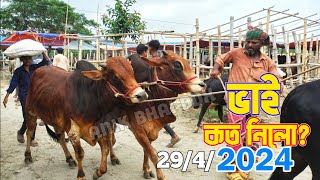 Bhai Koto Nilo Ashulia Cattle Market 2024 Qurbani Cow Price In Bangladesh PART 6 [upl. by Ayikal]