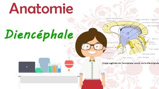 Anatomie  le diencéphale  thalamus  hypothalamus  hypophyse  épiphyse cours 2 ème Médecine [upl. by Arjun]