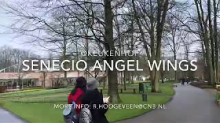 Senecio Angel Wings keukenhof2018 [upl. by Reldnahc]