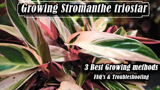 How to Grow Stromanthe triostar  Troubleshooting amp FAQs [upl. by Ennayelsel]