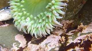 Anemone Pool Anthopleura xanthogrammica at Pillar Point [upl. by Carley]