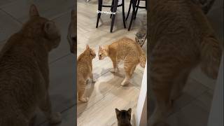 Funny angry cat episode 1 🐱😂😅 cat dog catlovers animallover funnypet [upl. by Laup]