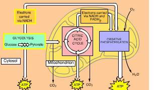 Cellular Respiration Overview Animation with Glycolysis Krebs and ETC [upl. by Ahsieker540]