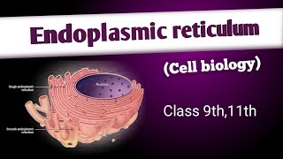 Endoplasmic reticulum structure and functions cell biology [upl. by Nuoras]