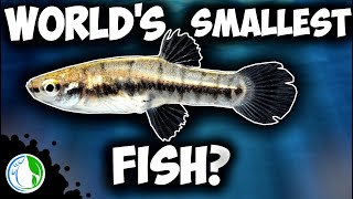 WORLDS SMALLEST FISH  Nano fish tank setup PLUS Tetra breeding update [upl. by Wallraff750]