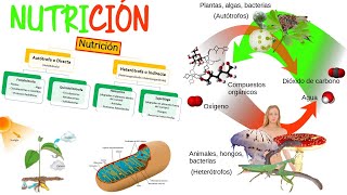 Nutrición de los seres vivos Biología  Semana 5 [upl. by Ordnagela201]